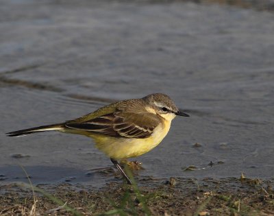 Yellow Wagtail, ad. female