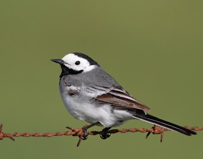 White Wagtail, male