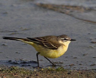Yellow Wagtail, ad. female