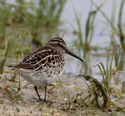 Broad-billed Sandpiper, adult