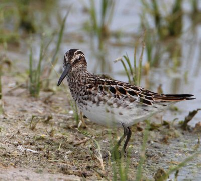 Broad-billed Sandpiper, adult