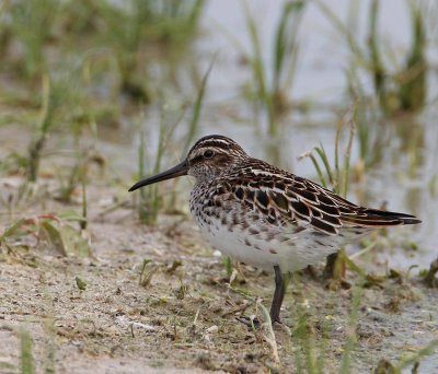 Broad-billed Sandpiper, (Myrsnppa)