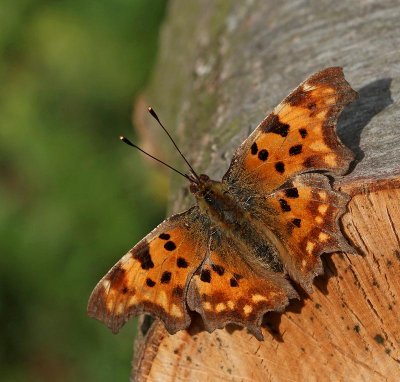Vinbärsfuks,(Polygonia c-album)