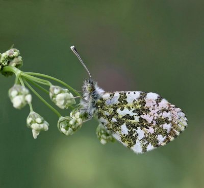 Aurorafjäril, (Anthocharis cardamines)