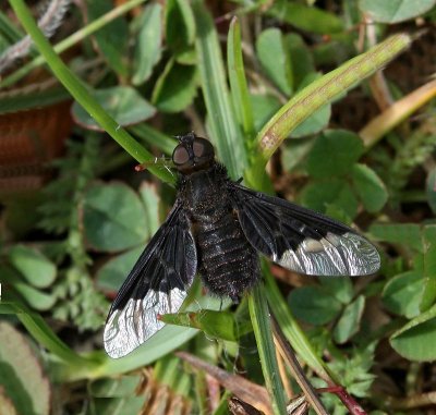 Svävfluga, (Hemipenthes morio)