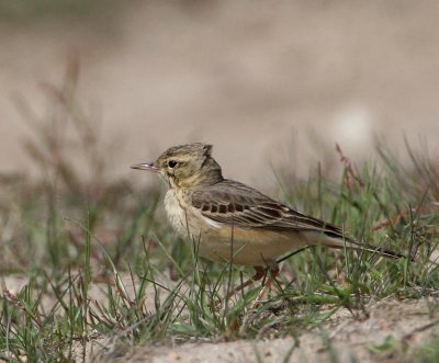 Tawny pipit