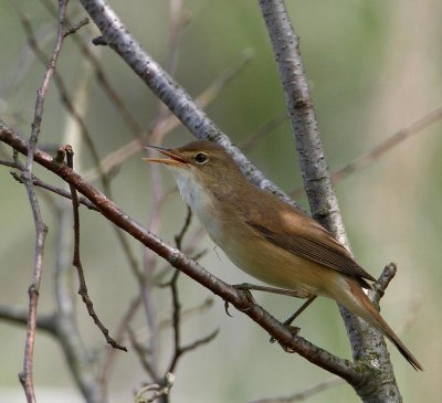 Eurasian Reed Warbler