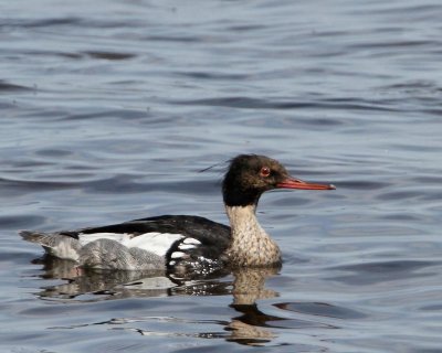 Red-breasted Merganser, male, early eclipce