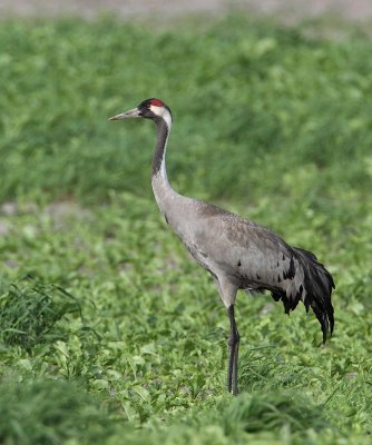 Common Crane