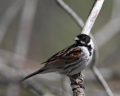 Reed Bunting, male