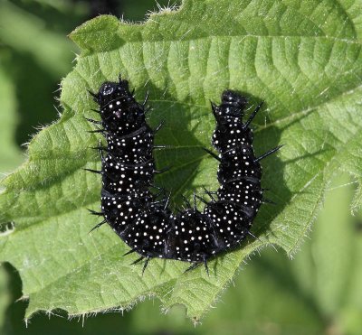 Påfågelöga, (Inachis io), larvae