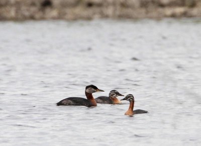 Red-necked Grebe, family