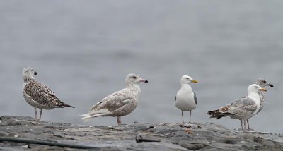 Glaucous Gull, 2 cy, July