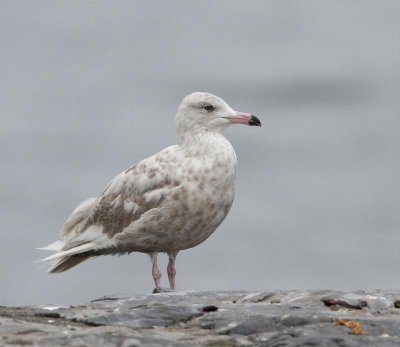 Glaucous Gull, 2 cy, July