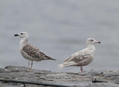 Glaucous Gull and Great Black-backed Gull, 2cy