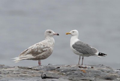 Glaucous Gull, 2 cy and adult Herring Gull