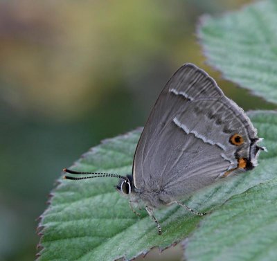 Eksnabbvinge, (Favonius quercus)