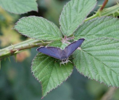 Eksnabbvinge, (Favonius quercus), male
