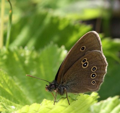 Luktgräsfjäril, (Aphantopus hyperantus)