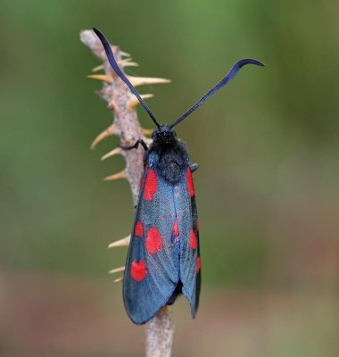 Bredbrämad bastardsvärmare, (Zygaena lonicerae)
