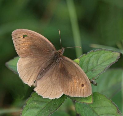 Slåttergräsfjäril, (Maniola juetina), male