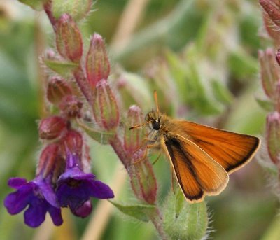 Mindre tåtelsmygare, hane, (Thymelicus lineola)