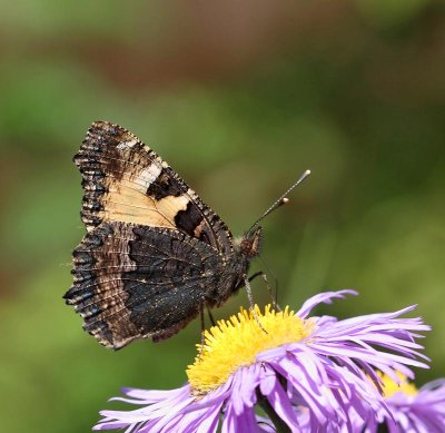 Nsselfjril, (Aglais urticae)