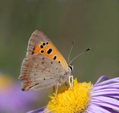 Mindre Guldvinge, (Lycaena phlaeas)