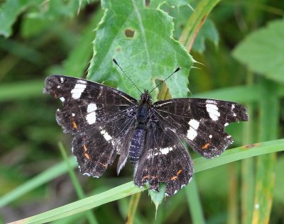Kartfjäril, (Araschnia levana f. prorsa), summer type