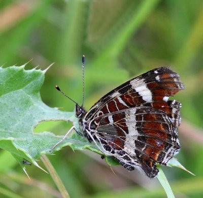Kartfjäril, (Araschnia levana f. prorsa), summer type