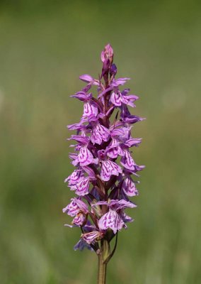 Jungfru Marie nycklar, (Dactylorhiza maculata)