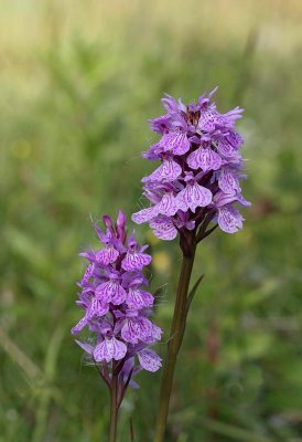 Jungfru Marie nycklar, (Dactylorhiza maculata)