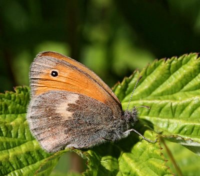 Kamgräsfjäril, (Coenonympha pamphilus)