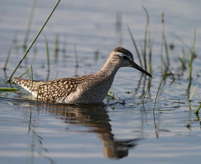 Wood Sandpiper, juv.