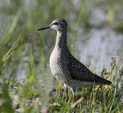 Wood Sandpiper, ad.