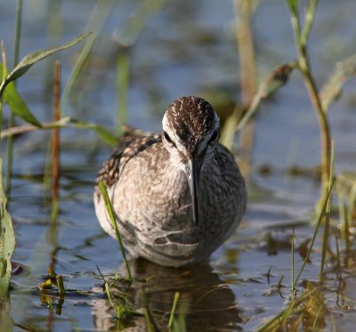 Wood Sandpiper, juv.