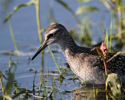 Wood Sandpiper, juv.