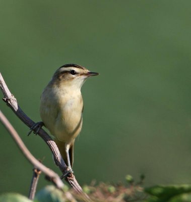 Sedge Warbler