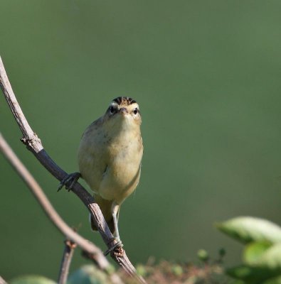 Sedge Warbler