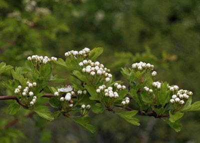 Trubbhagtorn, (Crataegus monogyna)