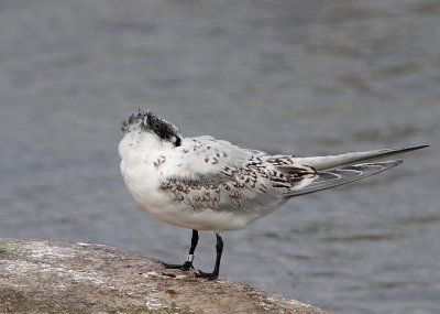 Sandwich Tern,  juv.