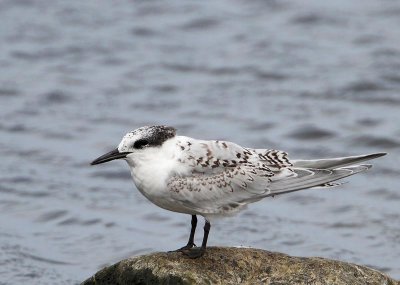 Sandwich Tern,  juv.