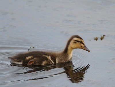 Mallard, pulli