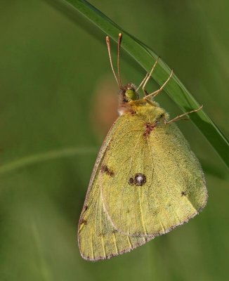 Ljusgul höfjäril, (Colias hyale)