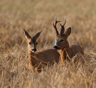European Roe Deer, at brut