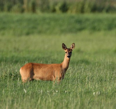 European Roe Deer, female