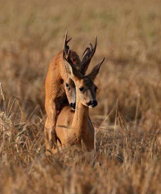 European Roe Deer, mating