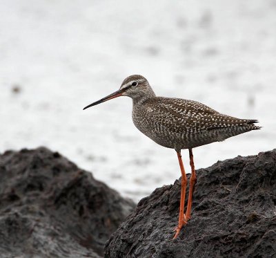 Spotted Redshank,  juv.