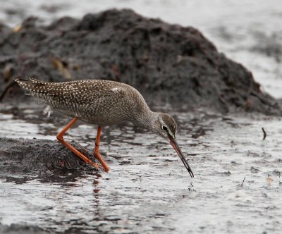 Spotted Redshank,  juv.