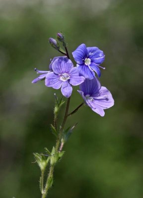 Teveronika, (Veronica chamaedrys)